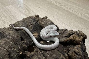 Giftschlangen kaufen und verkaufen Foto: Trimeresurus (Parias) mcgregori Cb 24