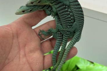 Warane kaufen und verkaufen Foto: 0,0,6 Varanus prasinus CB24 - HAMM/HOUTEN