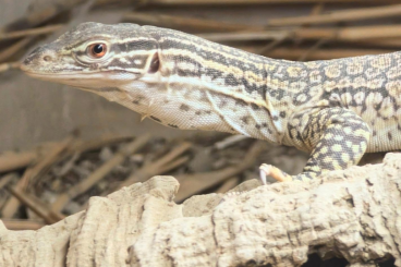 Monitor lizards kaufen und verkaufen Photo: Female Varanus gouldii flavirufus 