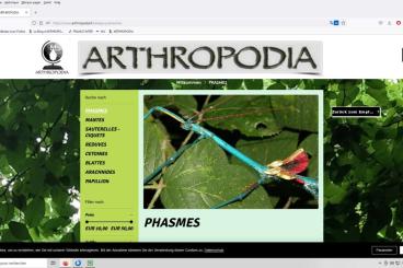 Insekten kaufen und verkaufen Foto: The new Arthropodia website