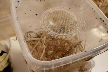 Spinnen und Skorpione kaufen und verkaufen Foto: Phidippus regius "White Bahamas"  - Springspinnen Jumping Spider