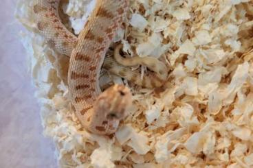 Schlangen kaufen und verkaufen Foto: Heterodon nasicus - NZ24 Hakennasen Nattern