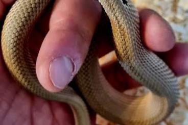 Schlangen kaufen und verkaufen Foto: 1.0 Super Anaconda Heterodon nasicus Hakennasennattern 