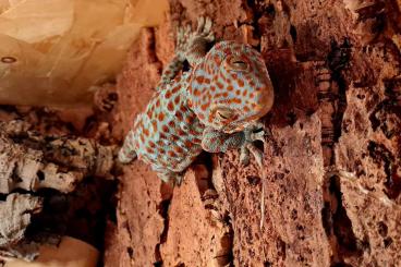 Echsen  kaufen und verkaufen Foto: 1.0 Tokeh Gekko gecko mit Terrarium 