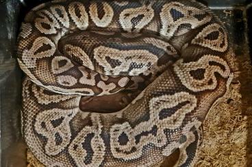 Pythons kaufen und verkaufen Foto: Python regius DNZ 2019 adult Königspython 