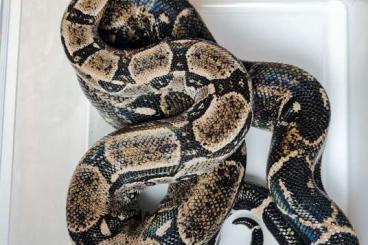 Boas kaufen und verkaufen Photo: 1,0 Boa c. imperator Ecuador