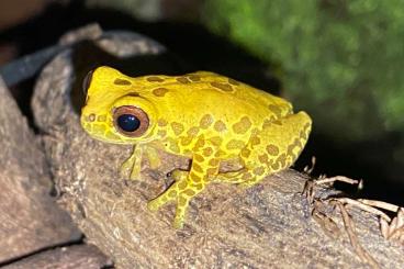 frogs kaufen und verkaufen Photo: fur Hamm: Dendropsophus reticulatus abzugeben