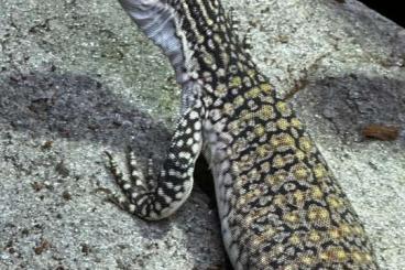 Monitor lizards kaufen und verkaufen Photo: Varanus flavirufus sandwaran 