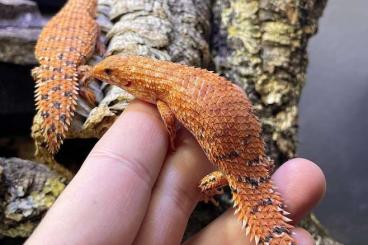 Skinke kaufen und verkaufen Foto: 0.0.2 Egernia Epsisolus 2024