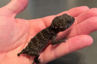 Geckos kaufen und verkaufen Foto: 0.0.1 Nephrurus asper 2024