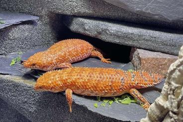 Agama kaufen und verkaufen Photo: 1.1 Egernia epsisolus Breeding Pair