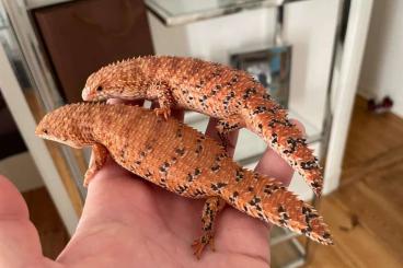 Skinke kaufen und verkaufen Foto: 1.1 Egernia epsisolus Breedingpair