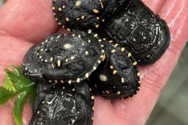 Turtles kaufen und verkaufen Photo: Schlangenhalsschildkröten