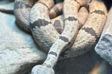 Snakes kaufen und verkaufen Photo: Crotalus klauberi - rare groups