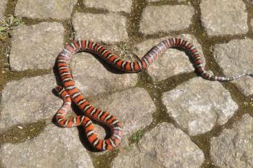 Colubrids kaufen und verkaufen Photo: 1.0 Lampropeltis pyromelana knoblochi Colubrids kaufen und verkaufen Photo: 1.0 Lampropeltis pyromelana knoblochi