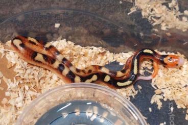 Schlangen kaufen und verkaufen Foto: Lampropeltis sinaloe cb24 