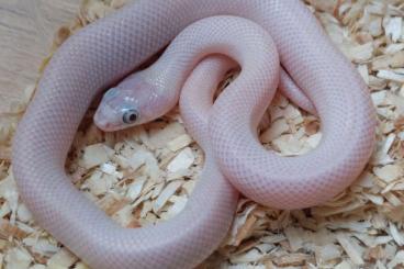 Snakes kaufen und verkaufen Photo: Lampropeltis alterna cb24 lucy, hypo 