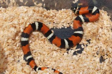 Snakes kaufen und verkaufen Photo: Tricolor Hackennasennattern nz24 