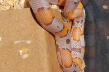 Schlangen kaufen und verkaufen Foto: Lampropeltis cb24 For Hamm 