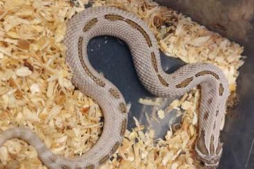 Snakes kaufen und verkaufen Photo: Heterodon nasicus cb24 ...