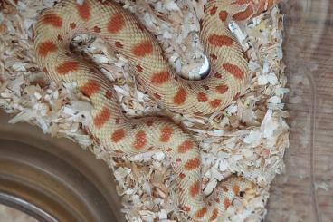 Schlangen kaufen und verkaufen Foto: Heterodon nasicus cb24 For Hamm 