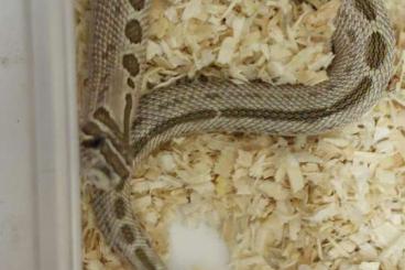 Snakes kaufen und verkaufen Photo: Heterodon nasicus cb24... Snakes kaufen und verkaufen Photo: Heterodon nasicus cb24...