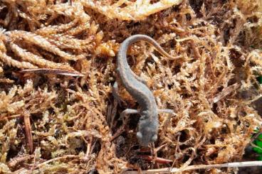 newts and salamanders kaufen und verkaufen Photo: Spanischer Wassermolch Lissotriton boscai 