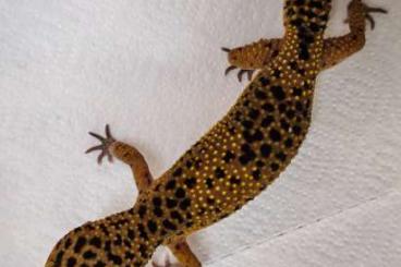 Geckos kaufen und verkaufen Photo: Leopardgecko Pärchen abzugeben