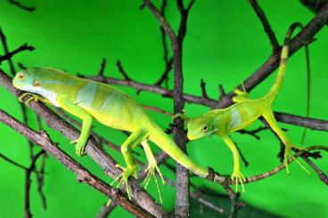 Lizards kaufen und verkaufen Photo: 1,2 Brachylophis fasciatus 