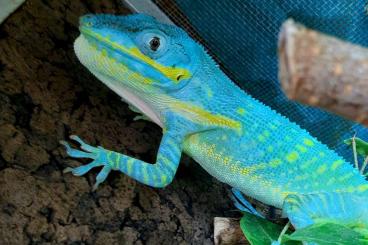 Lizards kaufen und verkaufen Photo: 0,1 Anolis potior, Gekko hulk