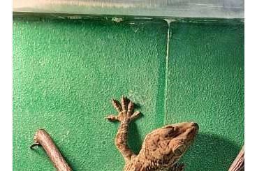 Lizards kaufen und verkaufen Photo: 1,1 Gekko hulk Makaysia   