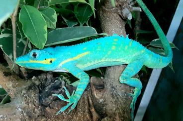 Lizards kaufen und verkaufen Photo: 1,1 Anolis potior BlUE ,1,1 Gekko hulk MaLaysia   