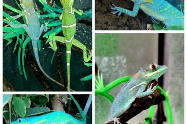 Echsen  kaufen und verkaufen Foto: 1,1 Anolis potior BLUE CB 