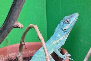 Echsen kaufen und verkaufen Foto: 1,1 Anolis potior BLUE CB Echsen kaufen und verkaufen Foto: 1,1 Anolis potior BLUE CB