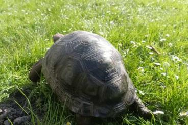 Landschildkröten kaufen und verkaufen Foto: Aldabrachelys gigantea - Seychellen Riesenschildkröten