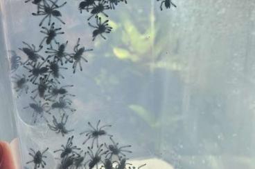 - bird spiders kaufen und verkaufen Photo: Biete Vogelspinnen für Hamm oder Versand - bird spiders kaufen und verkaufen Photo: Biete Vogelspinnen für Hamm oder Versand