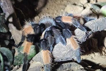 Vogelspinnen kaufen und verkaufen Foto: Biete Vogelspinnen für Hamm