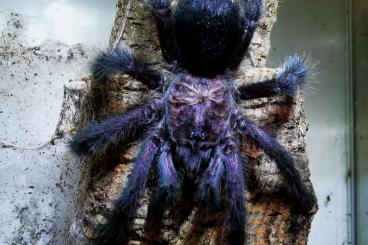 Spinnen und Skorpione kaufen und verkaufen Foto: Avicularia sp. Kolumbien und Avicularia purpurea