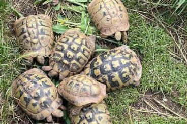 Landschildkröten kaufen und verkaufen Foto: Testudo hermanni boettgeri, Zuchtpaar oder auch adulte Zuchtweibchen
