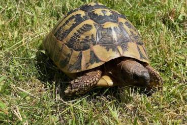 Tortoises kaufen und verkaufen Photo: Zuchtweibchen Testudo hermanni boettgeri, Wildfang, adult