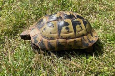 Tortoises kaufen und verkaufen Photo: Zuchtweibchen Testudo hermanni boettgeri 0.1, Wildfang