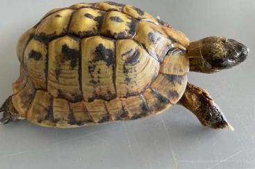 Landschildkröten kaufen und verkaufen Foto: Zuchtmännchen, griechische Landschildkröte, Thb, Wildfang