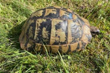 Landschildkröten kaufen und verkaufen Foto: 0.1 Griechische Landschildkröte, Thb, Zuchtweibchen, Wildfang, 