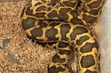Pythons kaufen und verkaufen Foto: Python molurus molurus for Verona Reptile Show Pythons kaufen und verkaufen Foto: Python molurus molurus for Verona Reptile Show