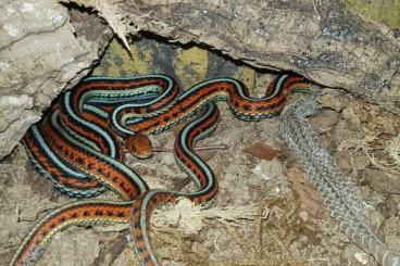 Nattern ungiftige  kaufen und verkaufen Foto: Thamnophis,  Strumpfbandnattern,  tetrataenia, pickeringii,......