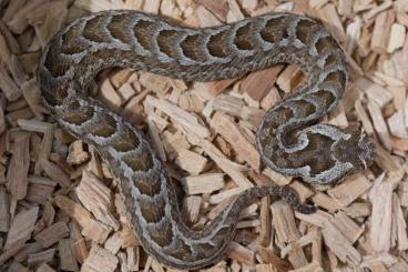 Schlangen kaufen und verkaufen Foto: Bitis cornuta, Aus, Namibia, CB 2024.