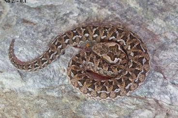 Schlangen kaufen und verkaufen Foto: Berg adder - Bitis atropos, Mpumalanga