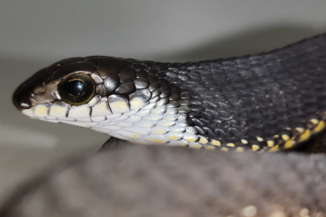 Schlangen kaufen und verkaufen Foto: Boomslang - Dispholidus typus 1.1