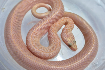 Schlangen kaufen und verkaufen Foto: T- Marbleds - African house snake 