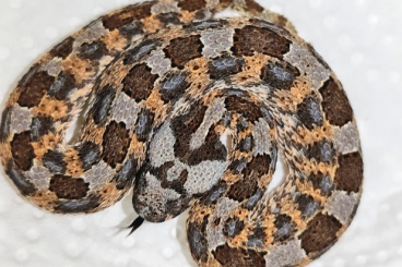 Schlangen kaufen und verkaufen Foto: 2.2 Bitis caudalis CB 2024. Limpopo